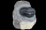 Prone Pedinopariops Trilobite - Beautiful Shell & Eyes #86551-1